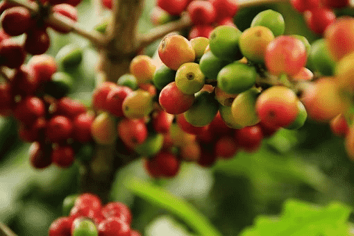 Unripe red and green coffee fruits in trees